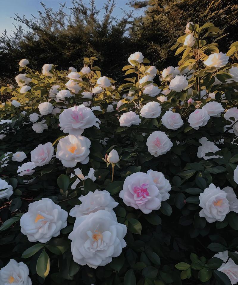 茶花的花语代表什么？
