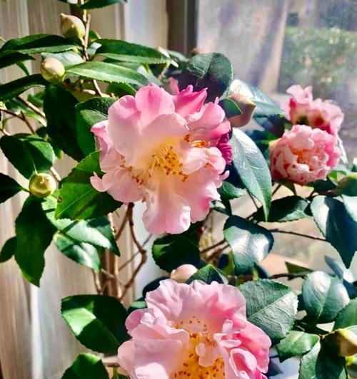 茶花的花语代表什么？