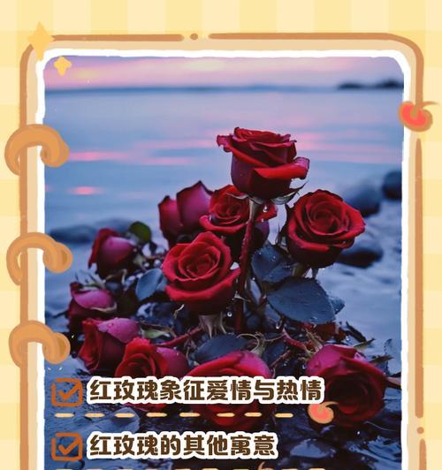 红玫瑰传递了怎样的情感？