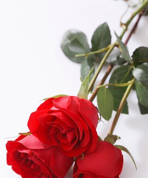 玫瑰花代表了怎样的情感？