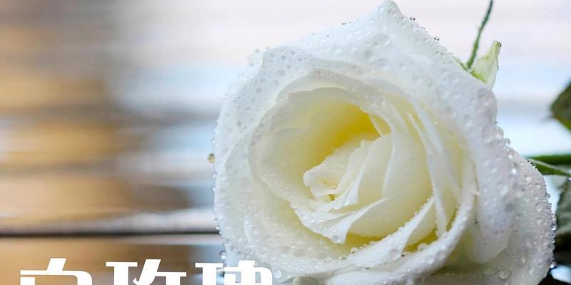 玫瑰花语代表了什么？