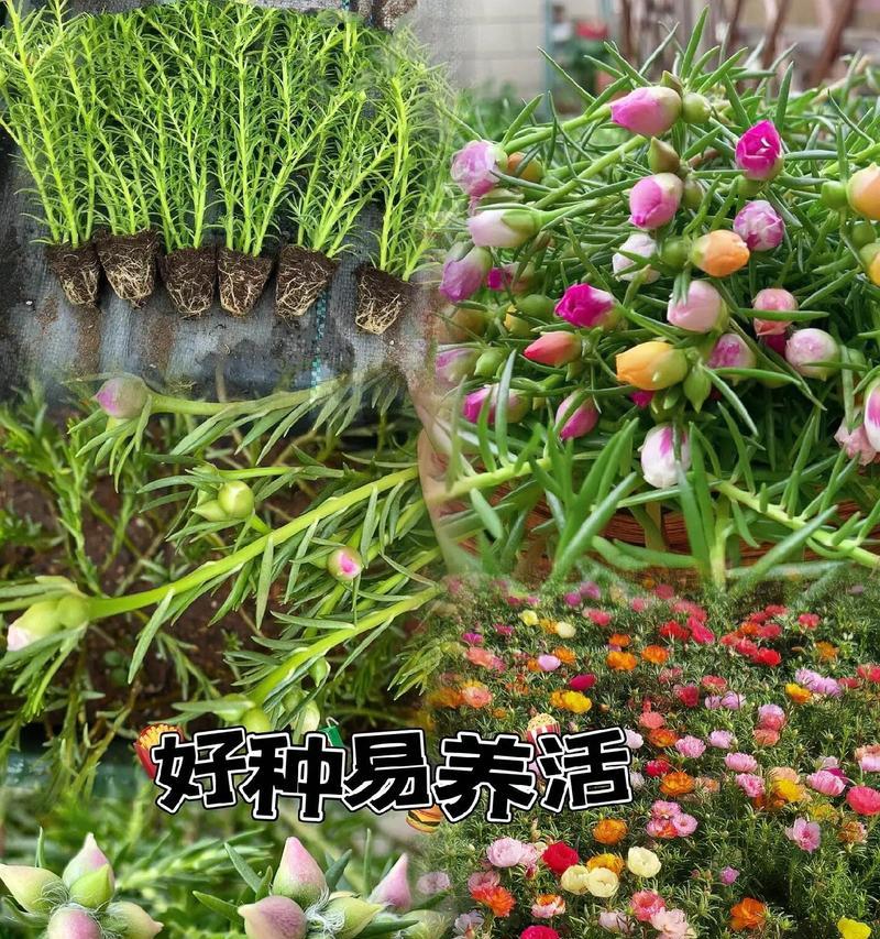 向日葵的花语代表什么？