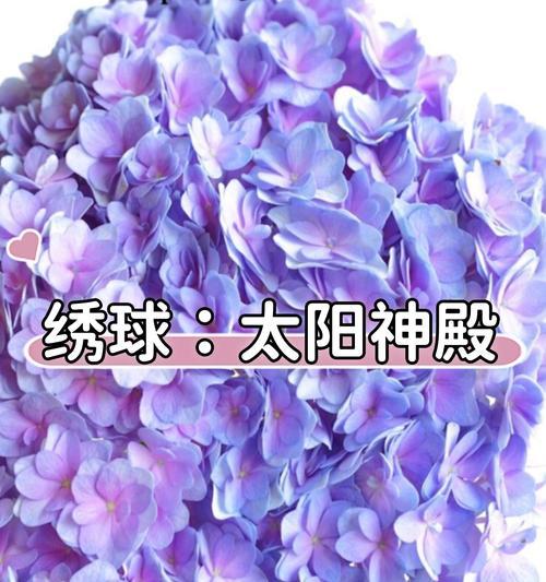 绣球花的寓意和花语是什么？它象征着什么？