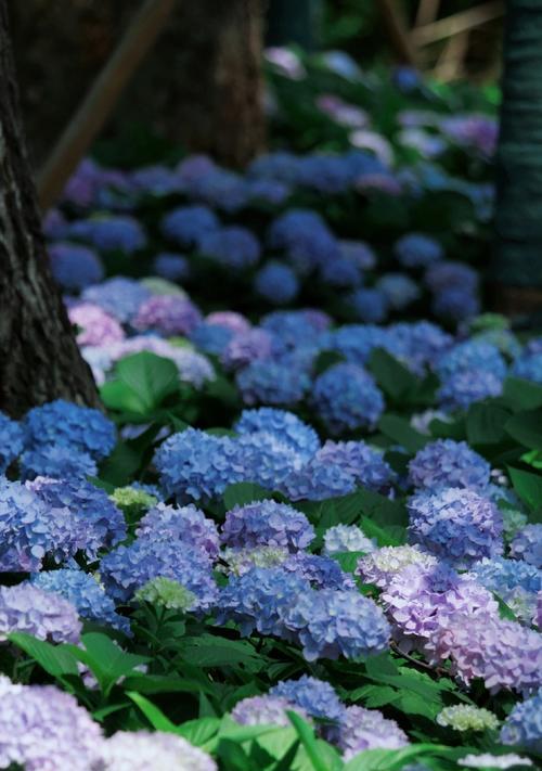 绣球花的寓意和花语是什么？它象征着什么？