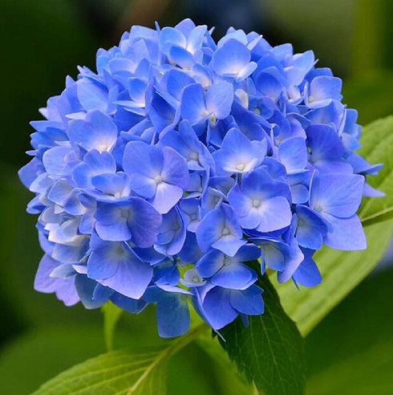 绣球花的寓意和花语是什么？它象征着什么？