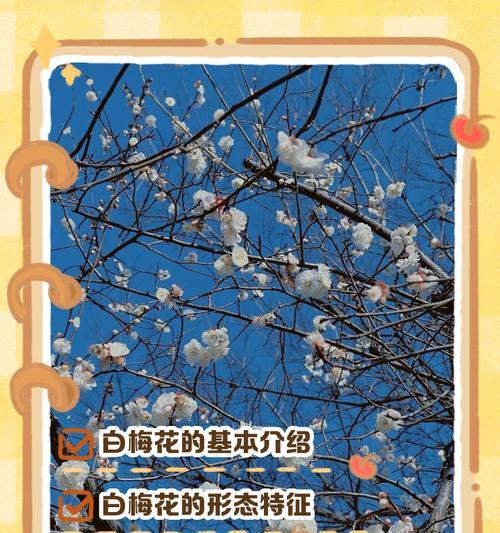 梅花的花语和寓意有哪些？