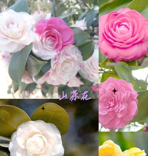茶花的花语有哪些含义？