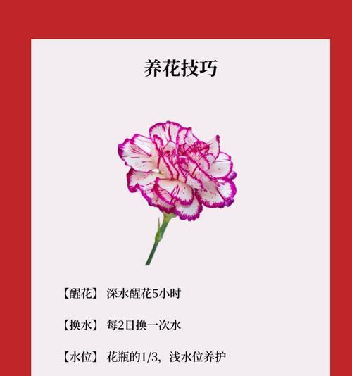 爱情的花语有哪些？