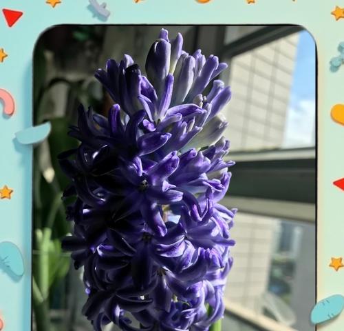 风信子的花语代表什么？