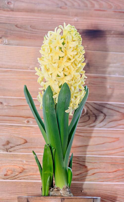 风信子的花语代表什么？