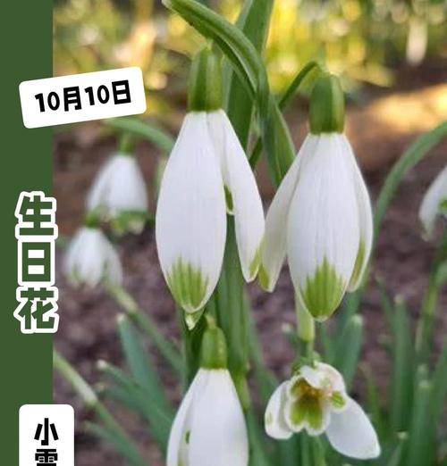 让人成长的花语有哪些？