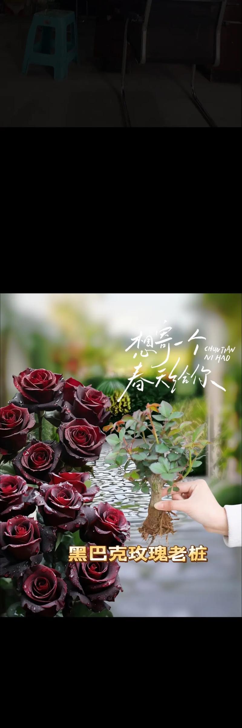 玫瑰花的花语有哪些？
