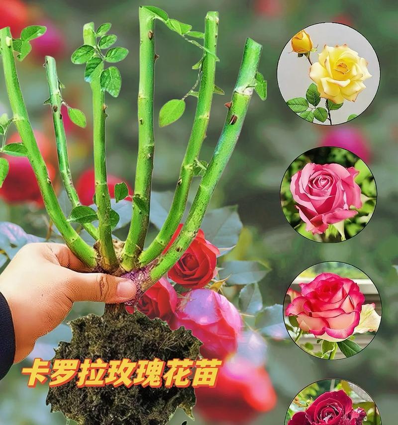红玫瑰传递了哪些情感？