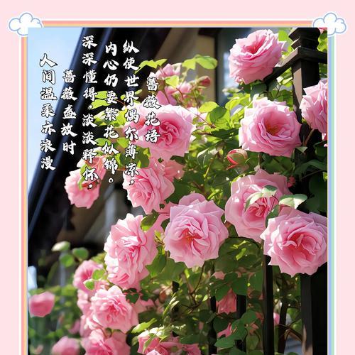 蔷薇花的花语代表了什么？