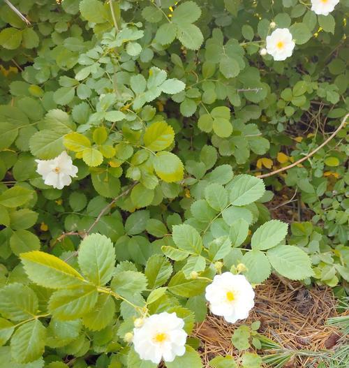 蔷薇花的花语代表了什么？