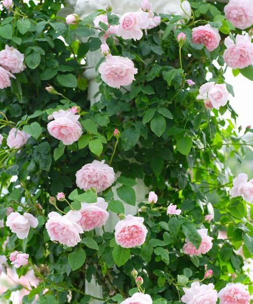 蔷薇花的花语代表了什么？
