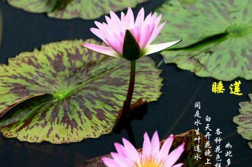 荷花的花语有哪些含义？