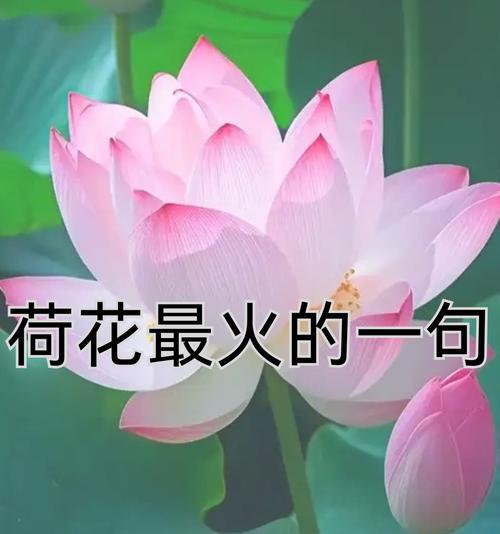 荷花的花语有哪些含义？