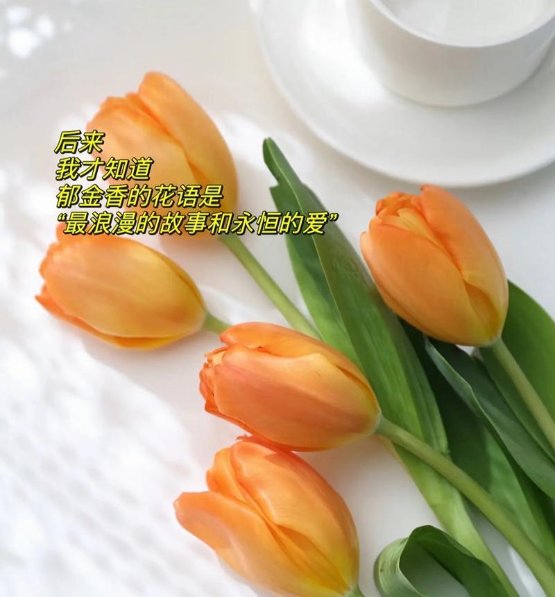 郁金香的花语是什么？
