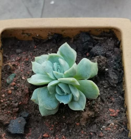 多肉植物的花语是什么？