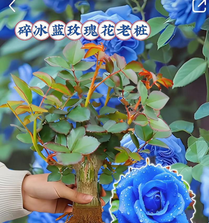 蓝玫瑰的花语代表了什么？
