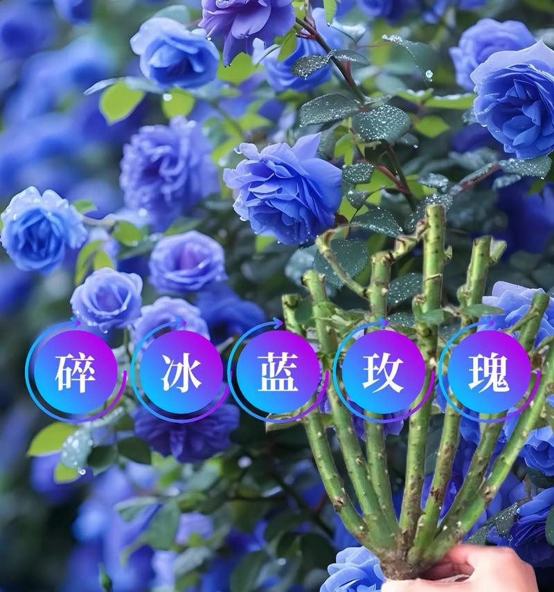 蓝玫瑰的花语代表了什么？