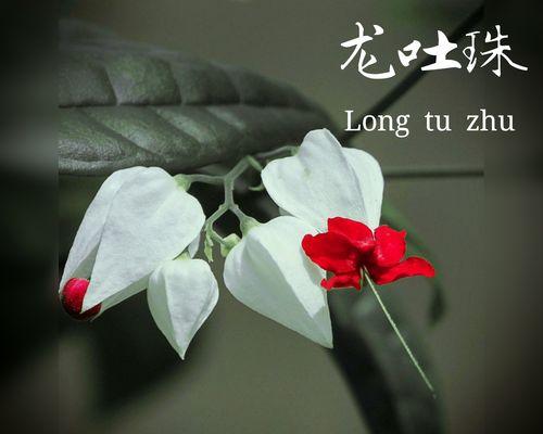 欢喜浪漫的花语与哪些生肖相关？