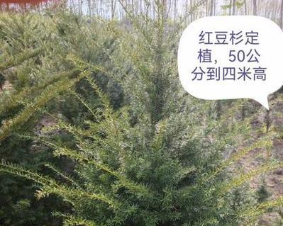红豆杉施肥需要注意什么？什么肥料最适合红豆杉？