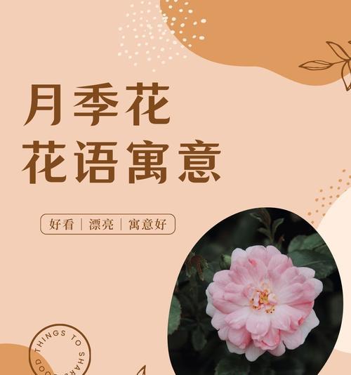 爱情重圆的花语是什么？它象征着什么？
