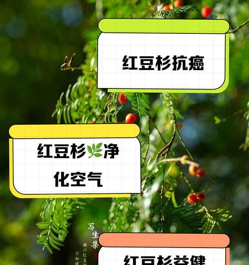 红豆杉施肥需要注意什么？什么肥料最适合红豆杉？