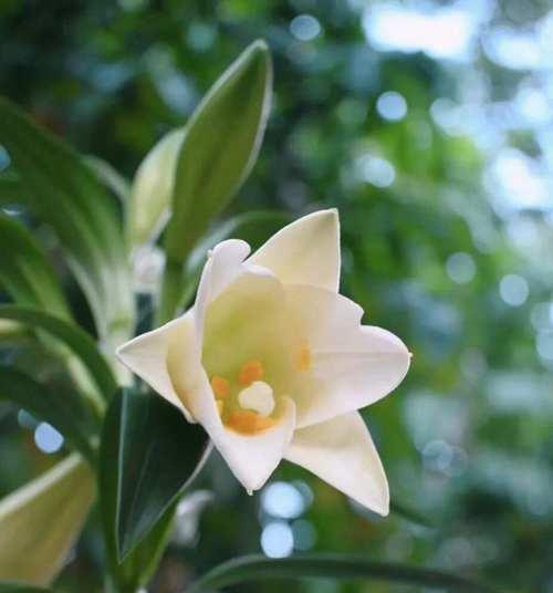 形容圣母的花语是哪种花？它有何象征意义？