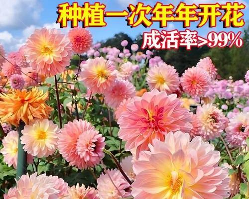 北方盆栽地瓜花冬季如何过冬？有哪些最佳方法？