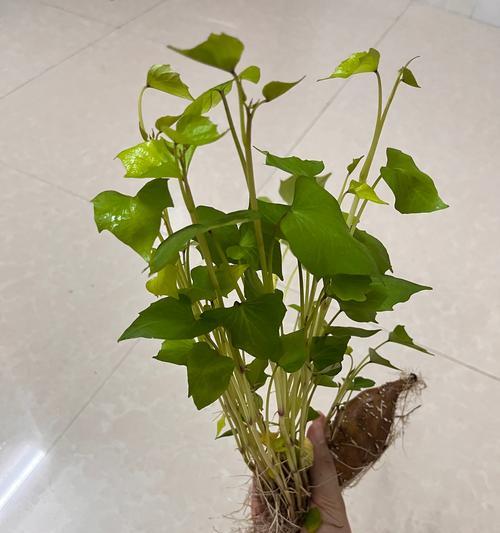 北方盆栽地瓜花冬季如何过冬？有哪些最佳方法？