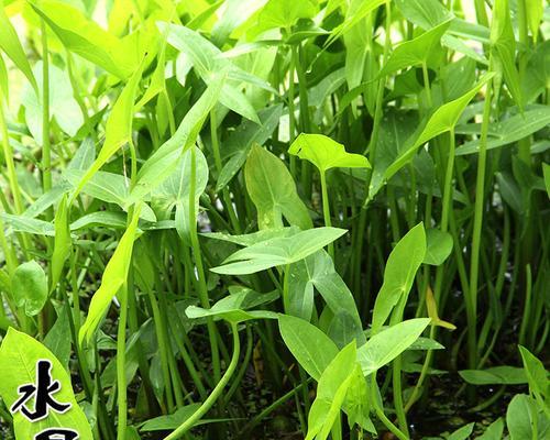 荷塘中哪种水生植物最适合初学者？如何种植和维护？