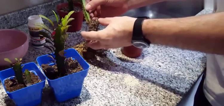 龙骨烂根了怎么办？如何进行有效的抢救？