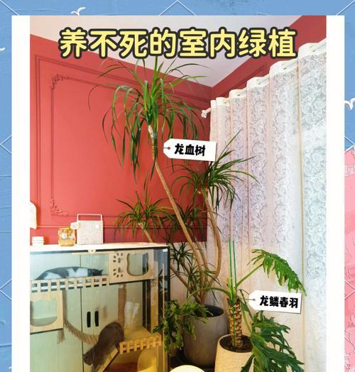 龙血树的养殖方法是什么？养殖龙血树需要注意什么？