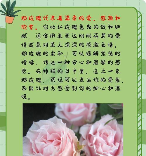 红玫瑰1支代表什么意义？花语中隐藏的情感是什么？