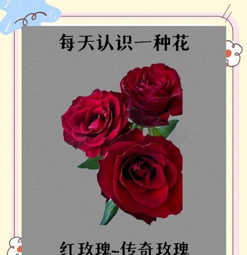 红玫瑰1支代表什么意义？花语中隐藏的情感是什么？