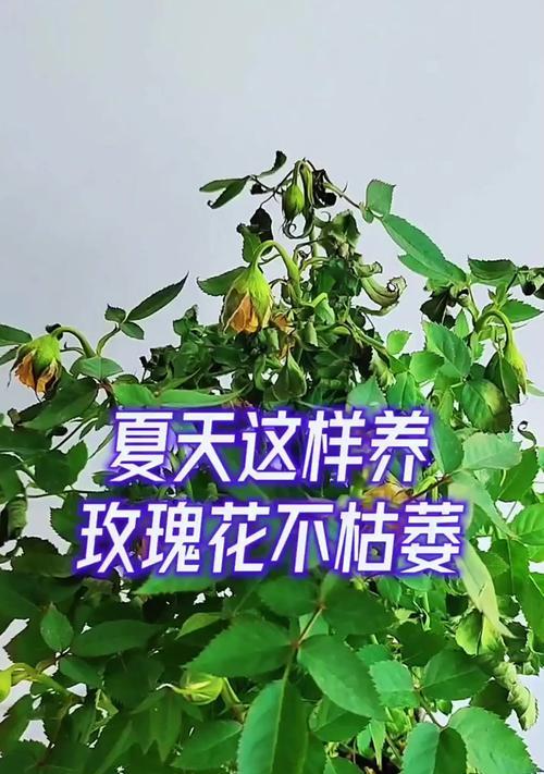 玫瑰花枯萎后如何进行补救？