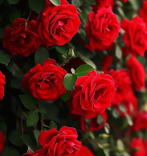 红玫瑰花最美丽的花语是什么？它代表了什么？