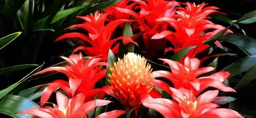 红针花语代表了哪种花？