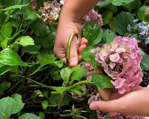 红针花语代表了哪种花？