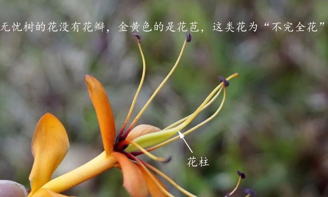 无忧花去掉烦恼的花语是什么？如何使用它来减压？