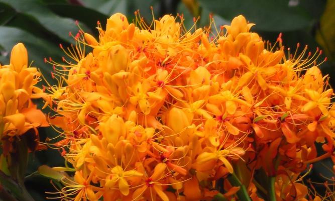 无忧花去掉烦恼的花语是什么？如何使用它来减压？