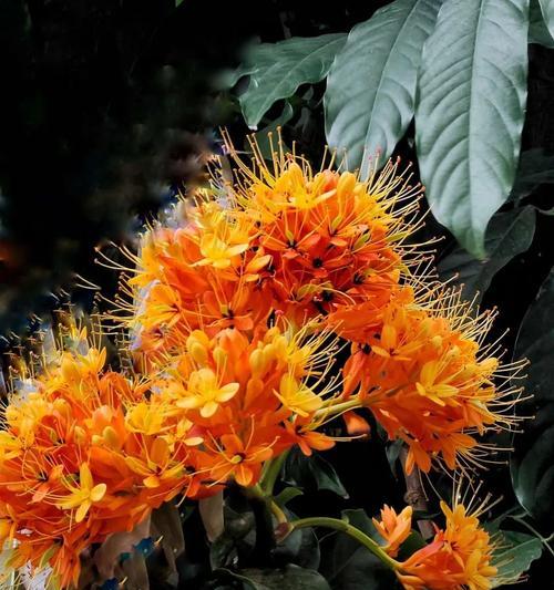 无忧花去掉烦恼的花语是什么？如何使用它来减压？