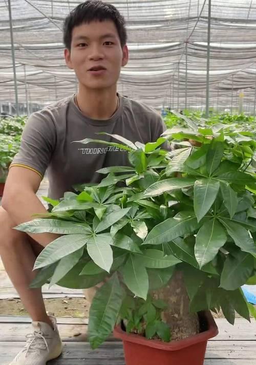 发财树施肥的正确方法是什么？多久施肥一次？