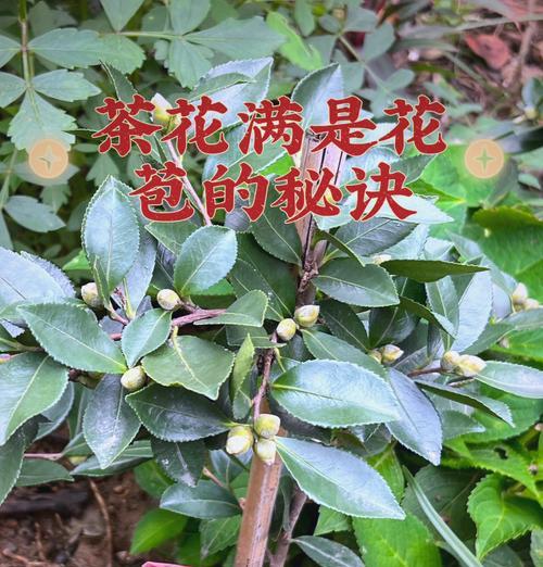 茶花的生长环境和养护方法有哪些？