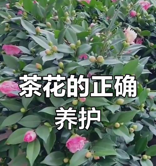 茶花的生长环境和养护方法有哪些？