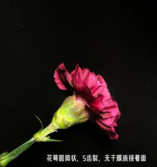 石竹和康乃馨的花语分别是什么？含义是什么？
