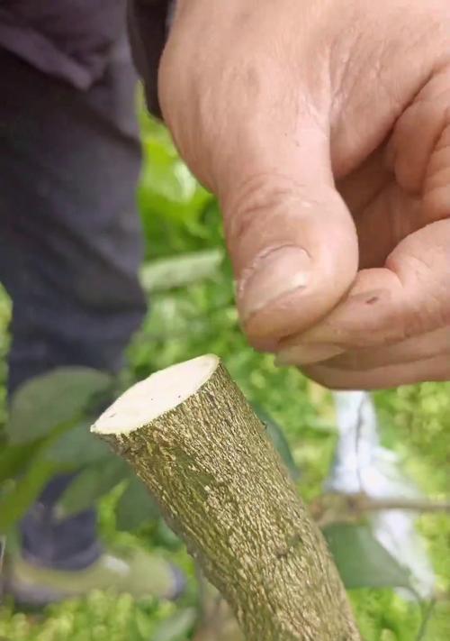 橘子树修剪的最佳时期是什么时候？如何修剪以增加挂果量？